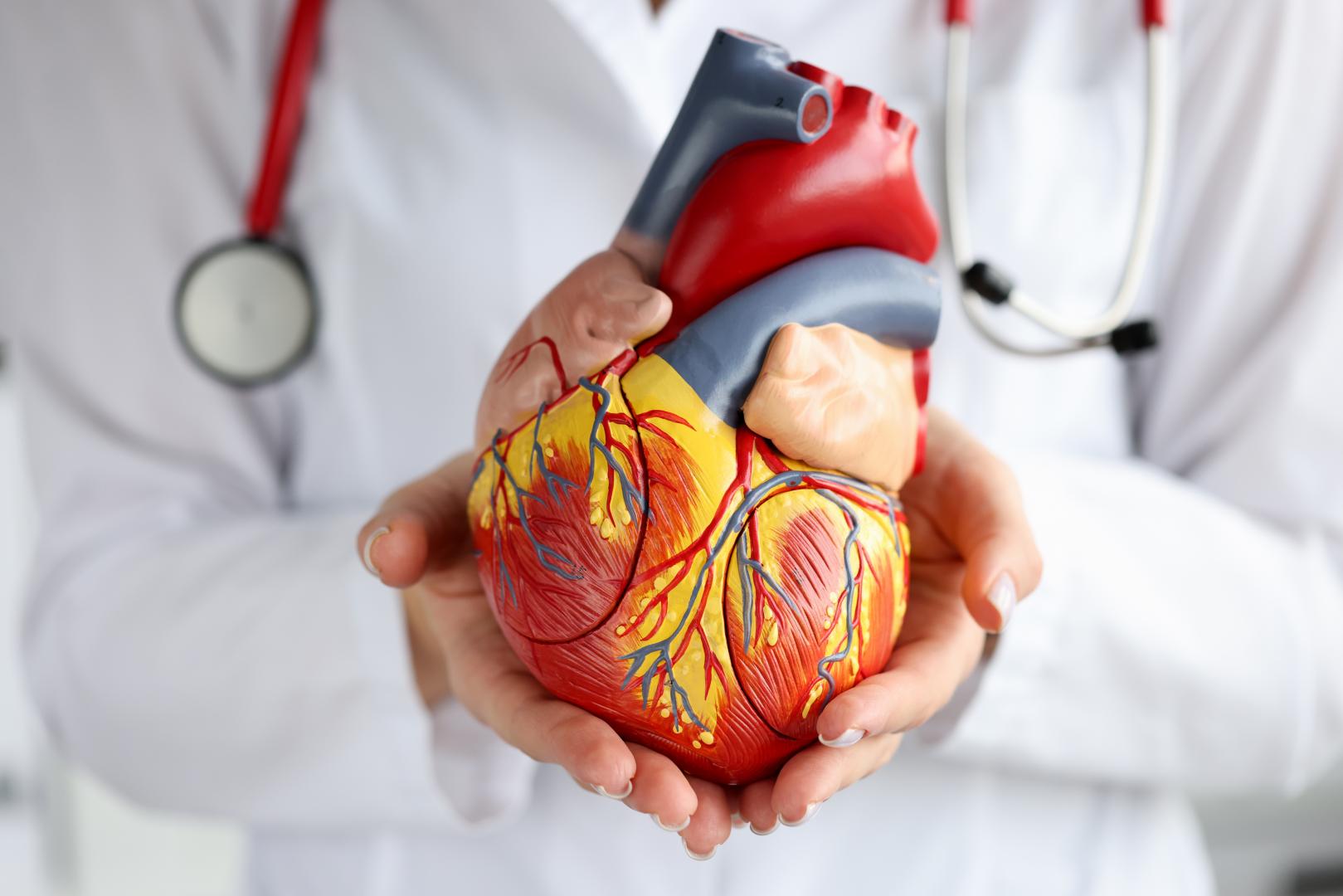 Doctor holding a model heart